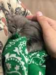 Котенок в добрые руки