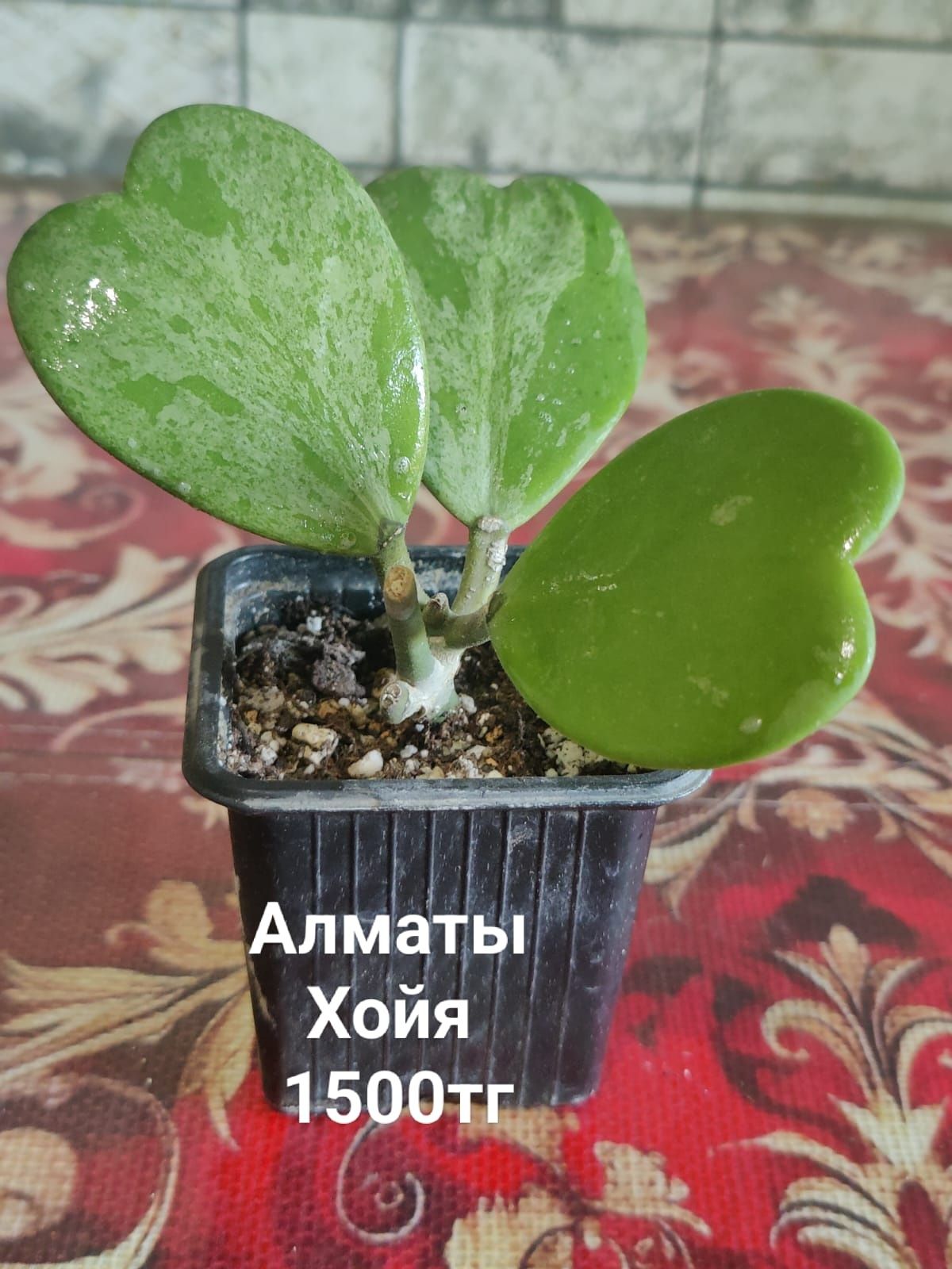 Продам комнотные растения