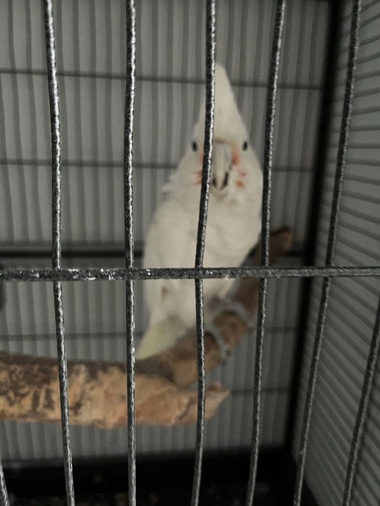 Попугай продам какаду