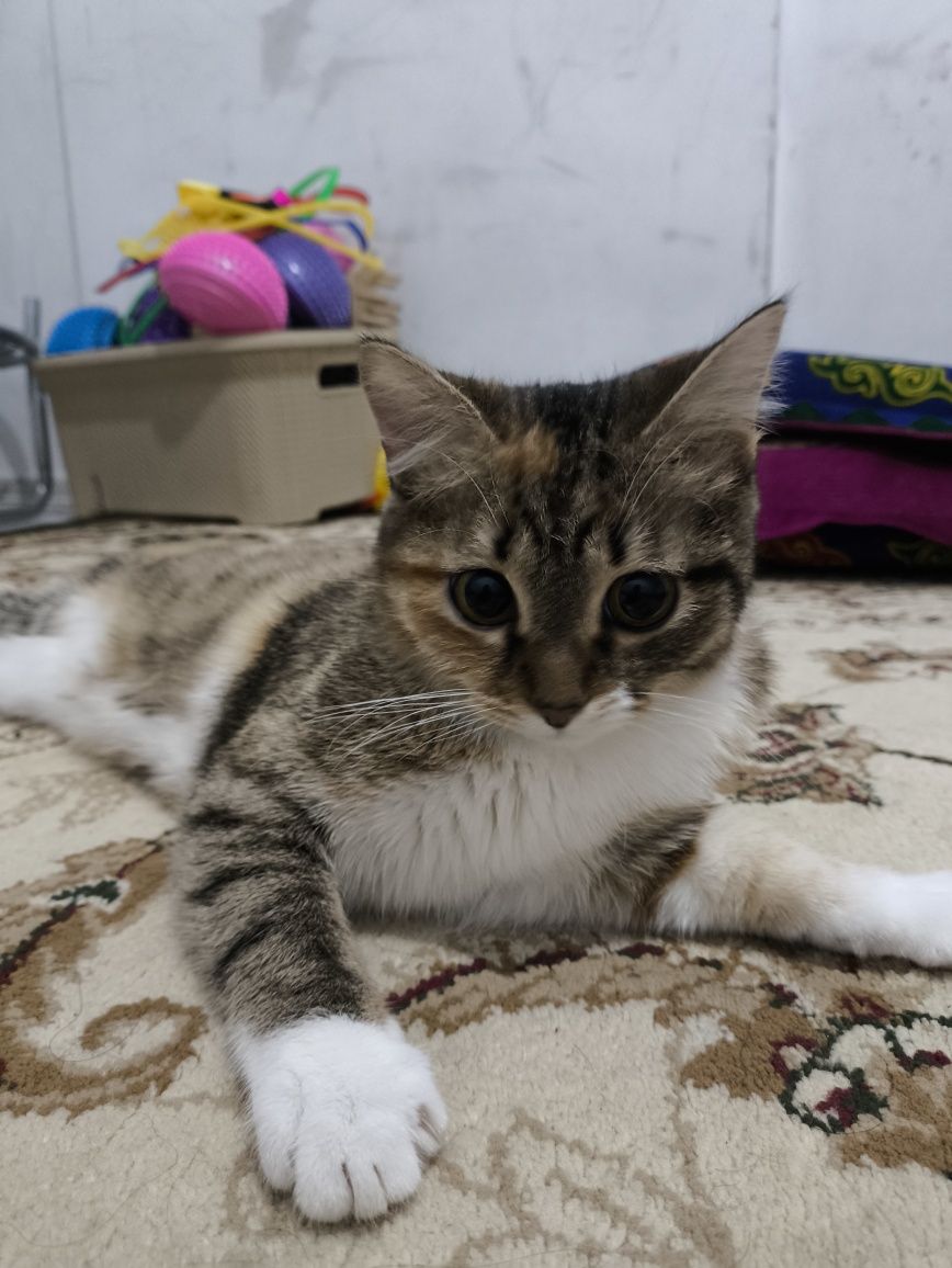 Кошка, 10 месяцев,