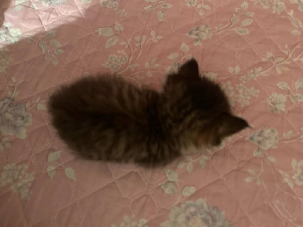 Срочно котенок в добрые руки