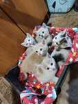 Отдам котят бесплатно