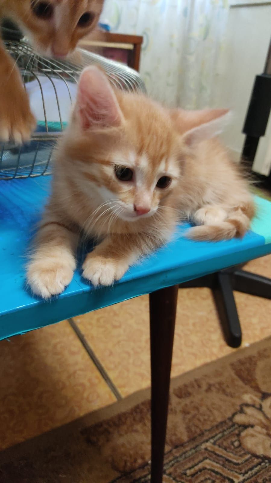 Котёнок, рыженькая девочка