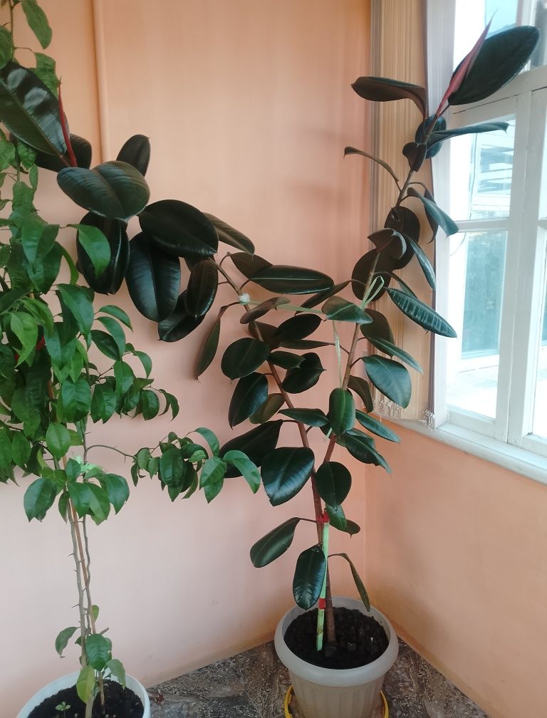 Цветок и дерево для офиса и дома.