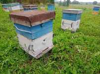 Продам дадановские улья