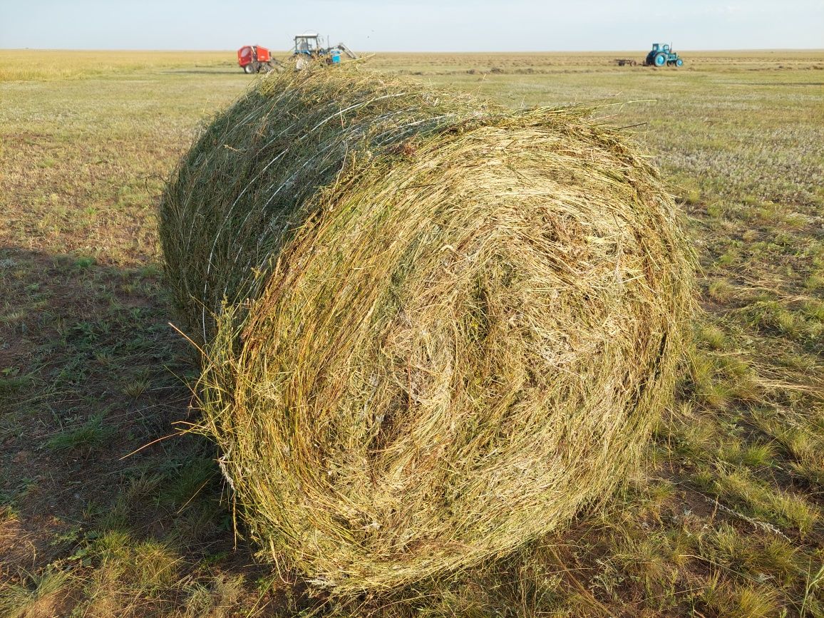 Шөп сатылады сапасы жақсы