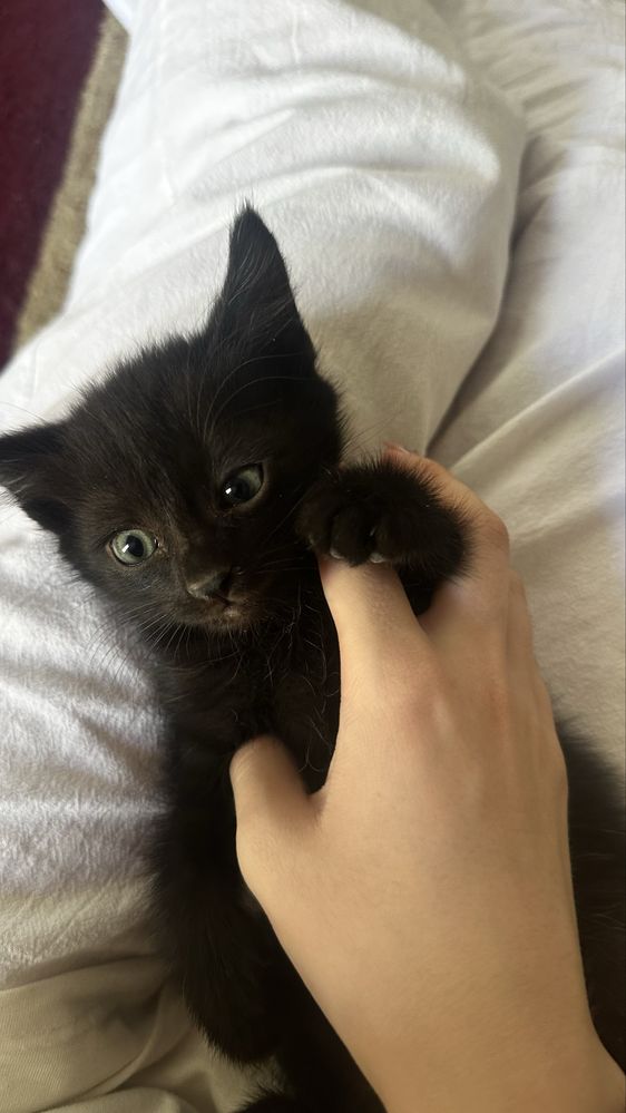 Котята,марғаулар