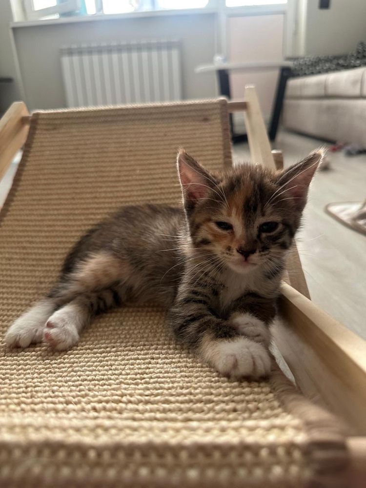 Котята бесплатно