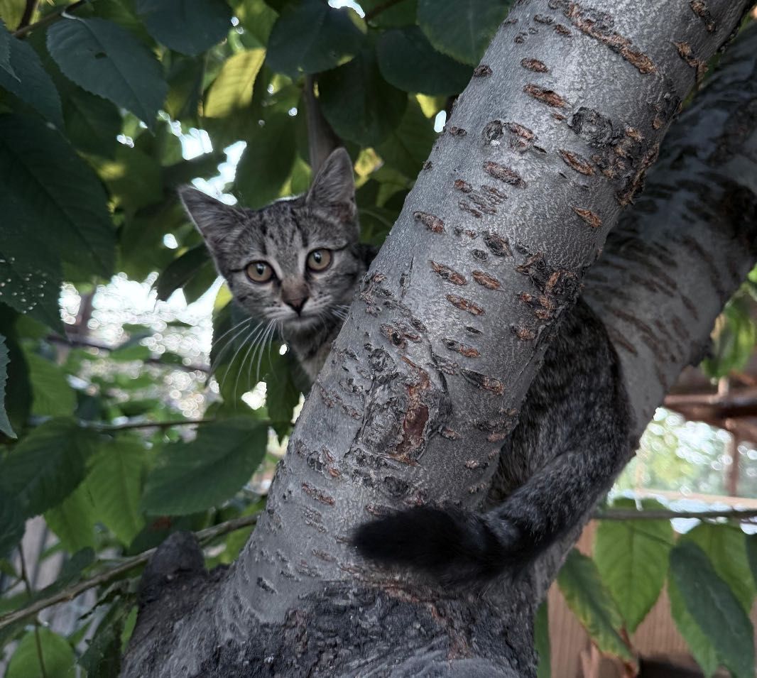 Котенок девочка в подарок