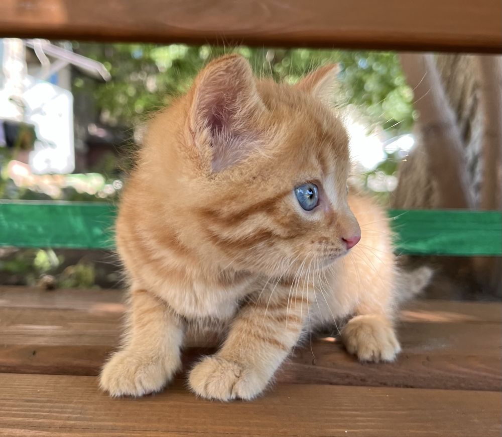 Отдам котенка( девочка 2 мес)