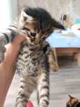 Добрые руки котят Бингалы