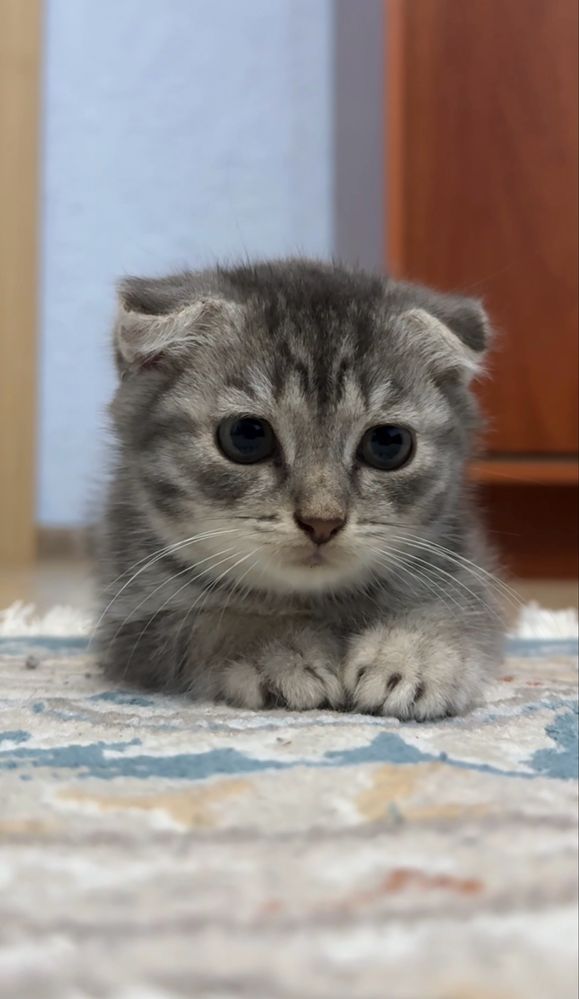 Продам котенка шотландского вислоухого