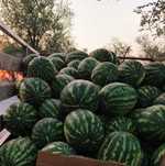 Продам арбузы и дыни.