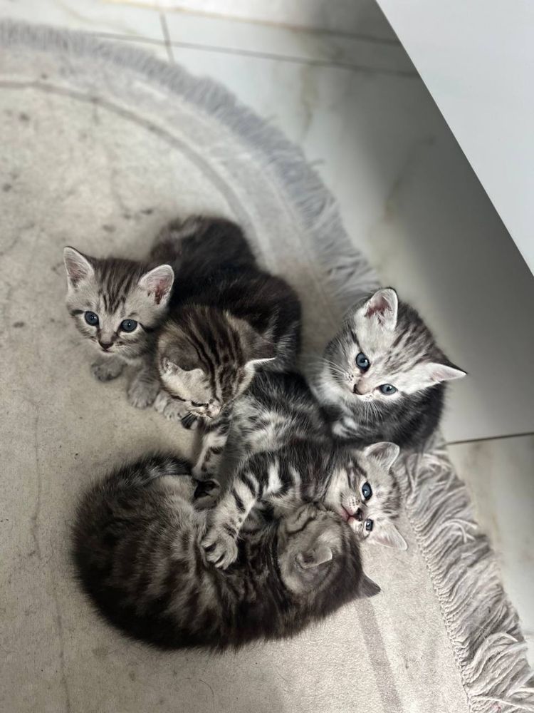 Продам котята породы британцы короткошорстные