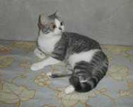 Отдам Шотландскую кошечку