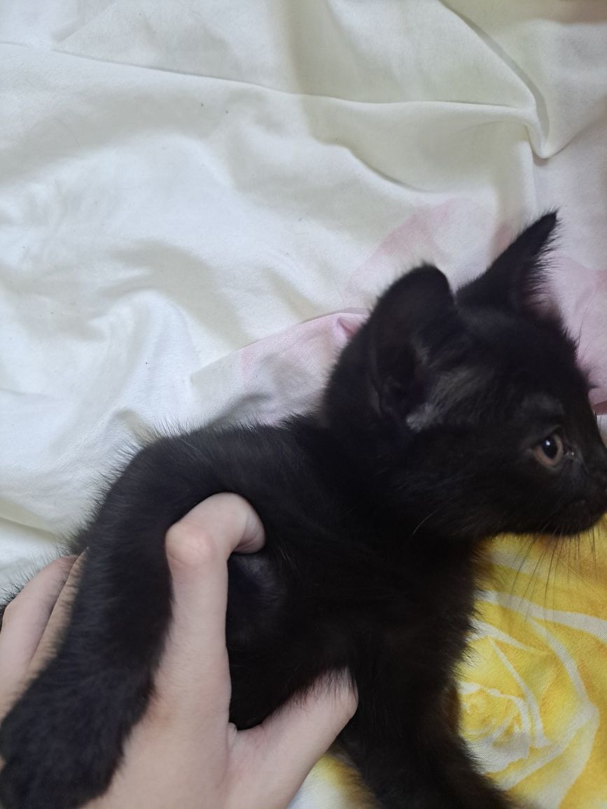 Чёрный катёнок, мальчик =)