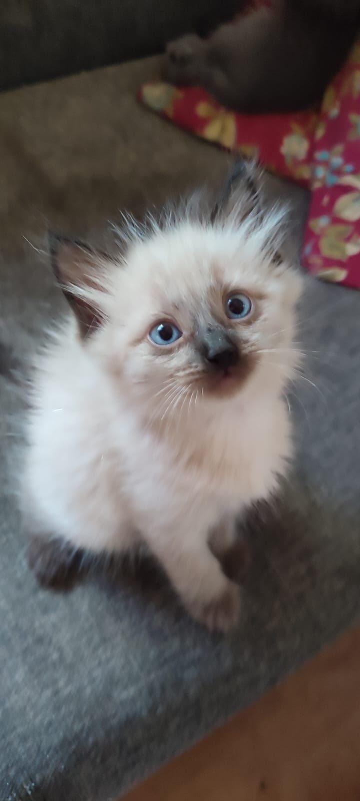 Продаю сиамских котят