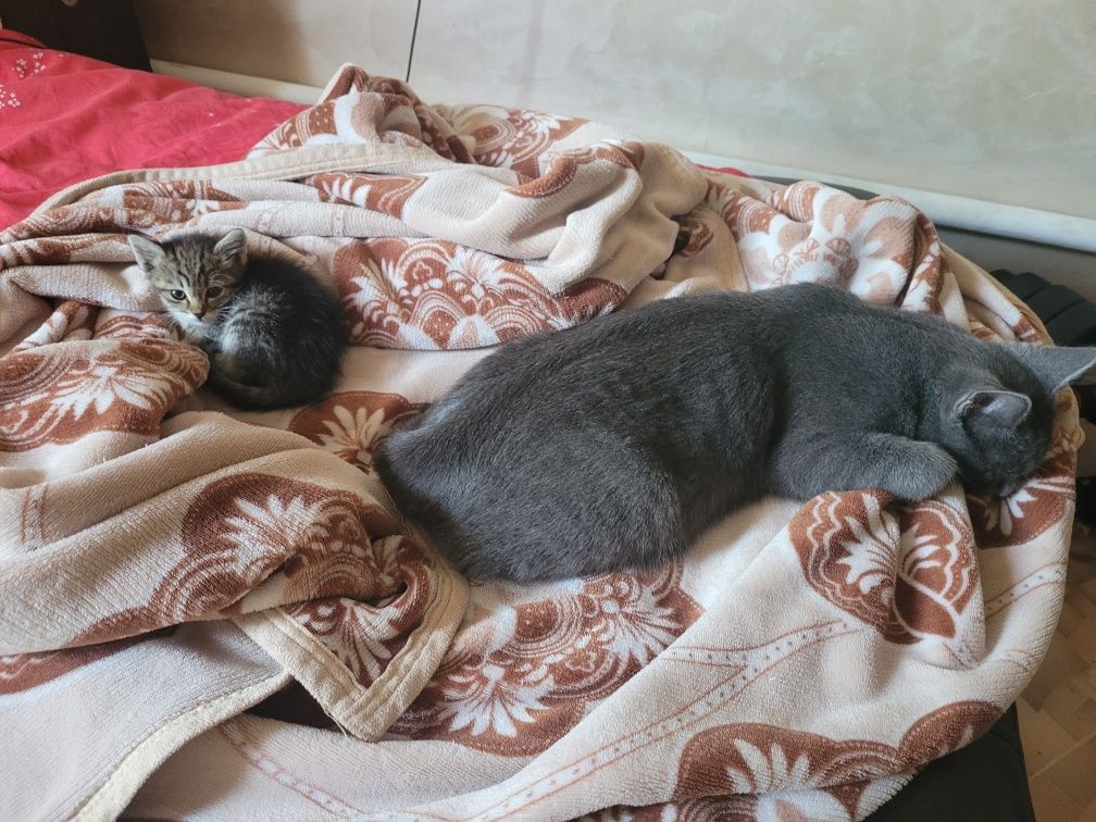 Отдам котёнка в добрые руки