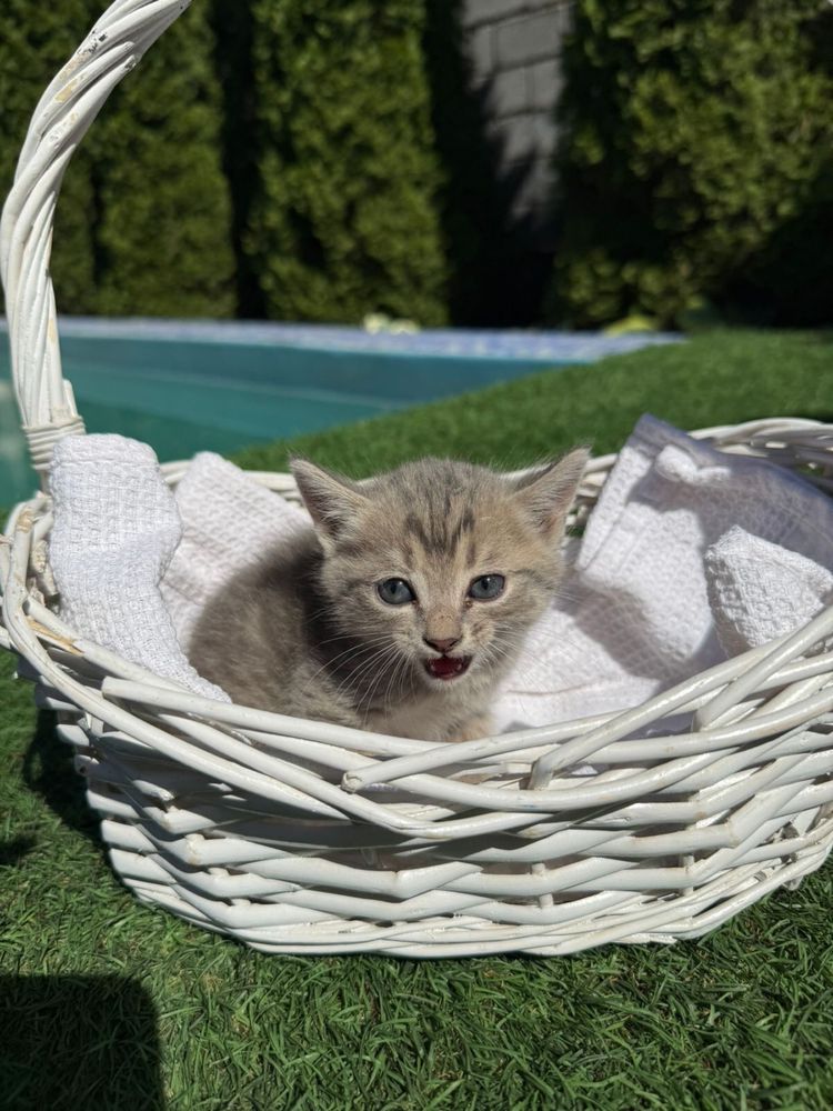 Вислоухие котята