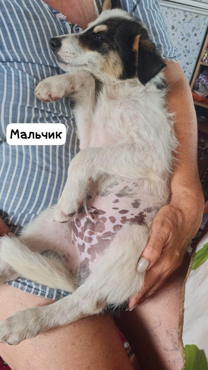Отдам щенка в добрые руки