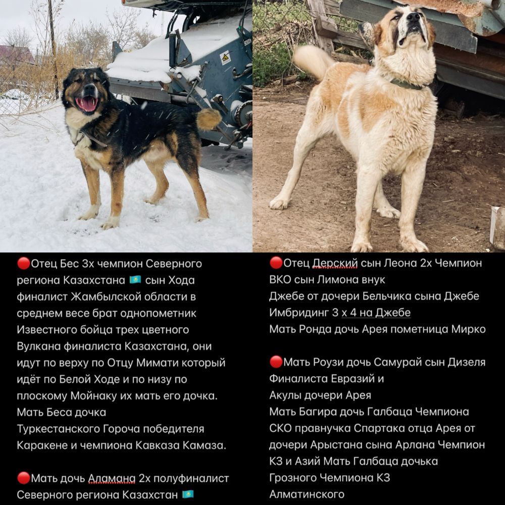 Продается внуки Беса