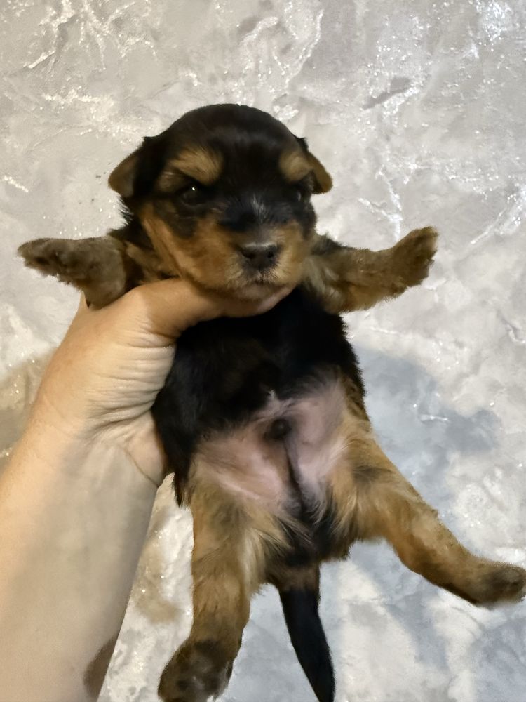 Щенок йорчик продается