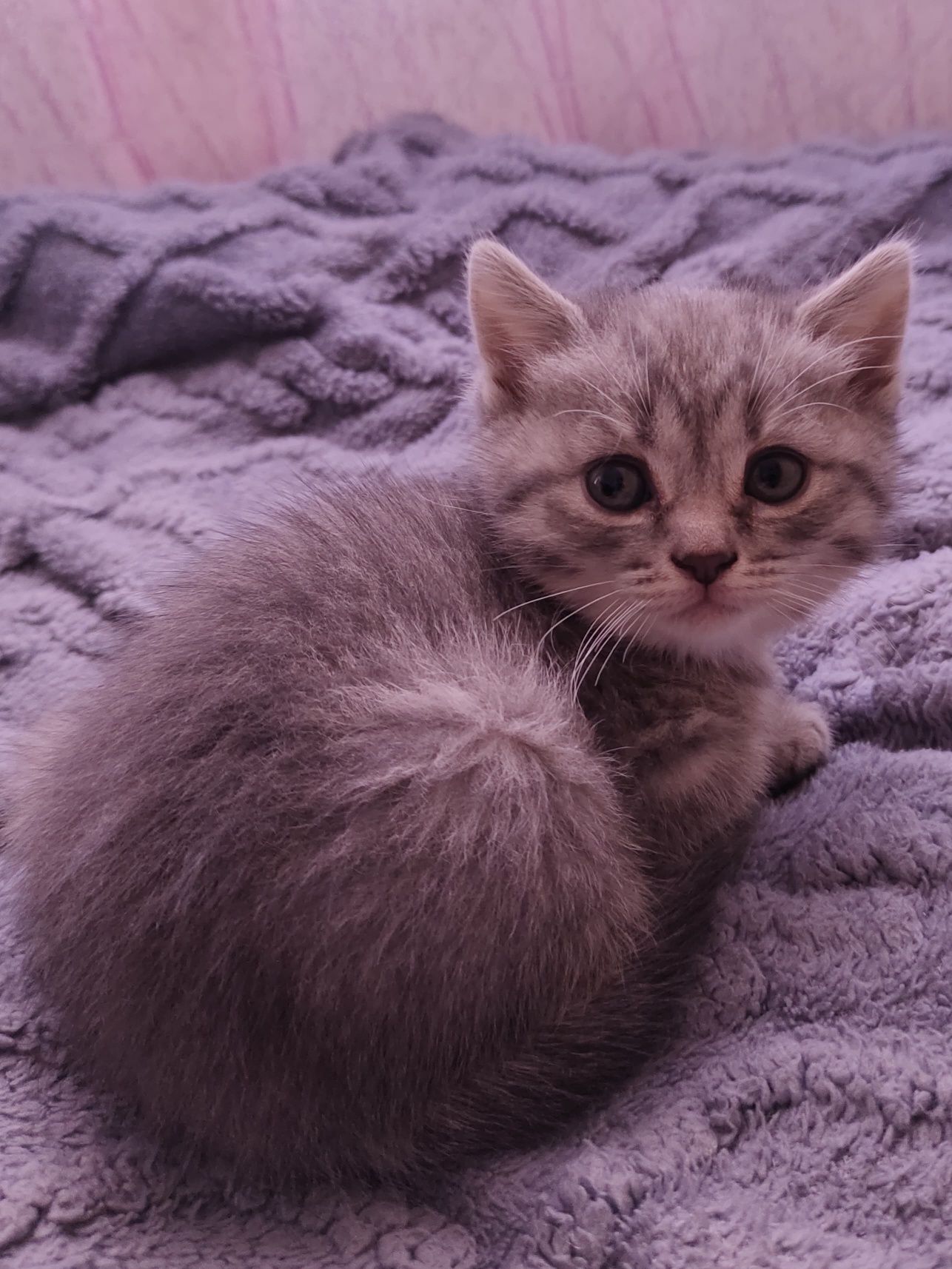 Продам породистых котят