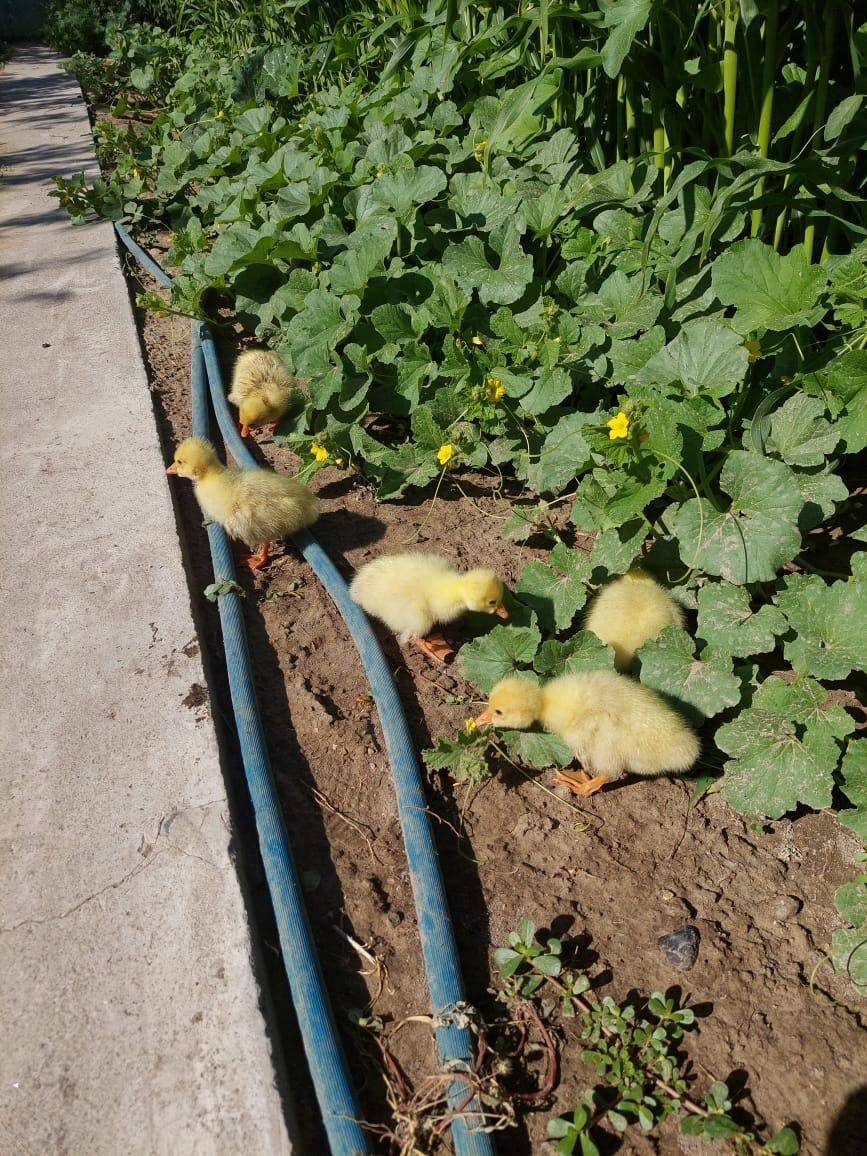 Продам гусят домашний