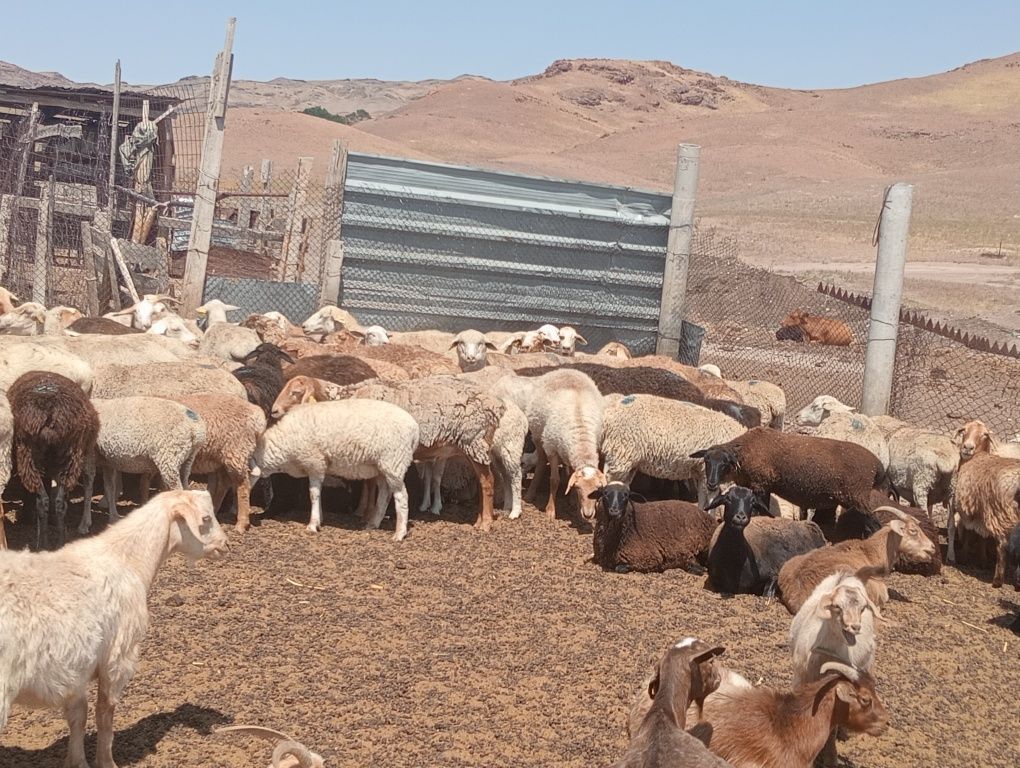 Продам овец и коз(ешкі) для разведение в хозяйстве