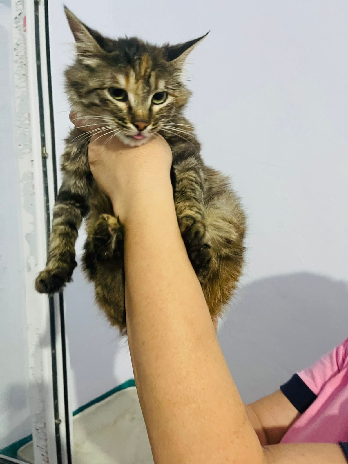 Котик в добрые руки