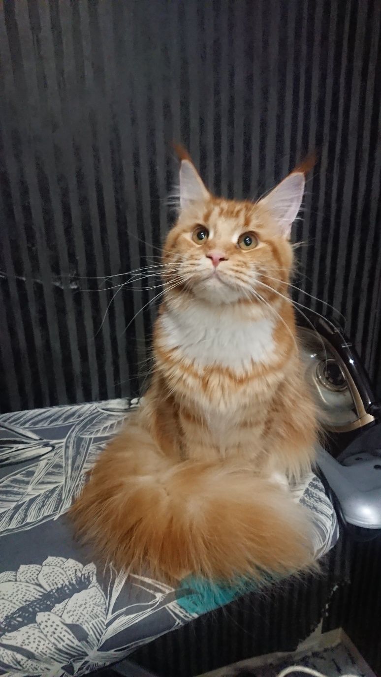 Котята породы Мейн-кун