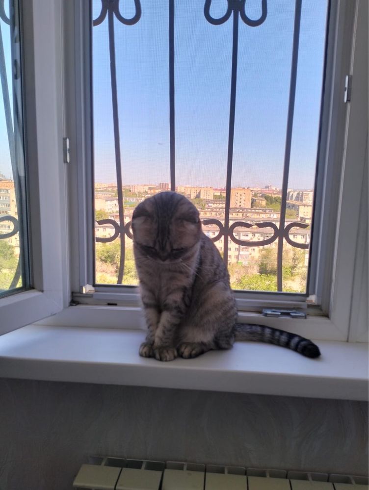 Отдам шотландскую вислоухую кошку