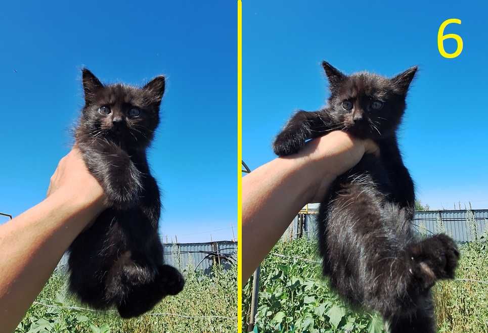 Отдам котят в хорошие руки
