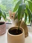Котенок девочка бесплатно