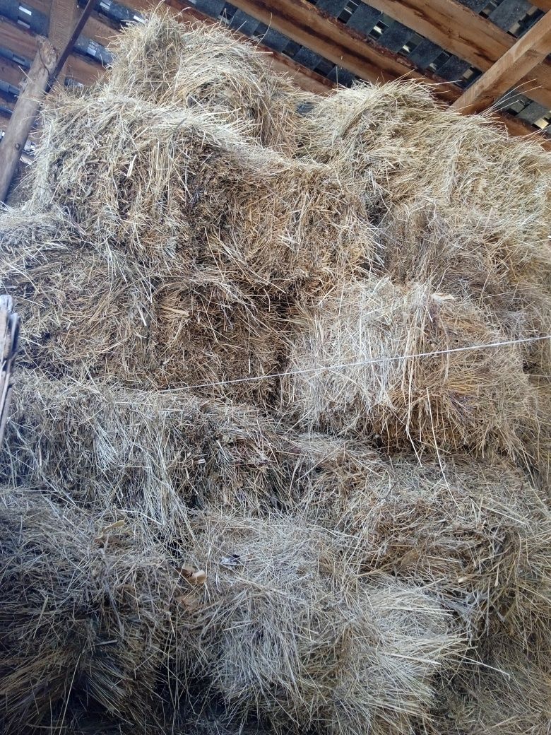 Продам горное сено