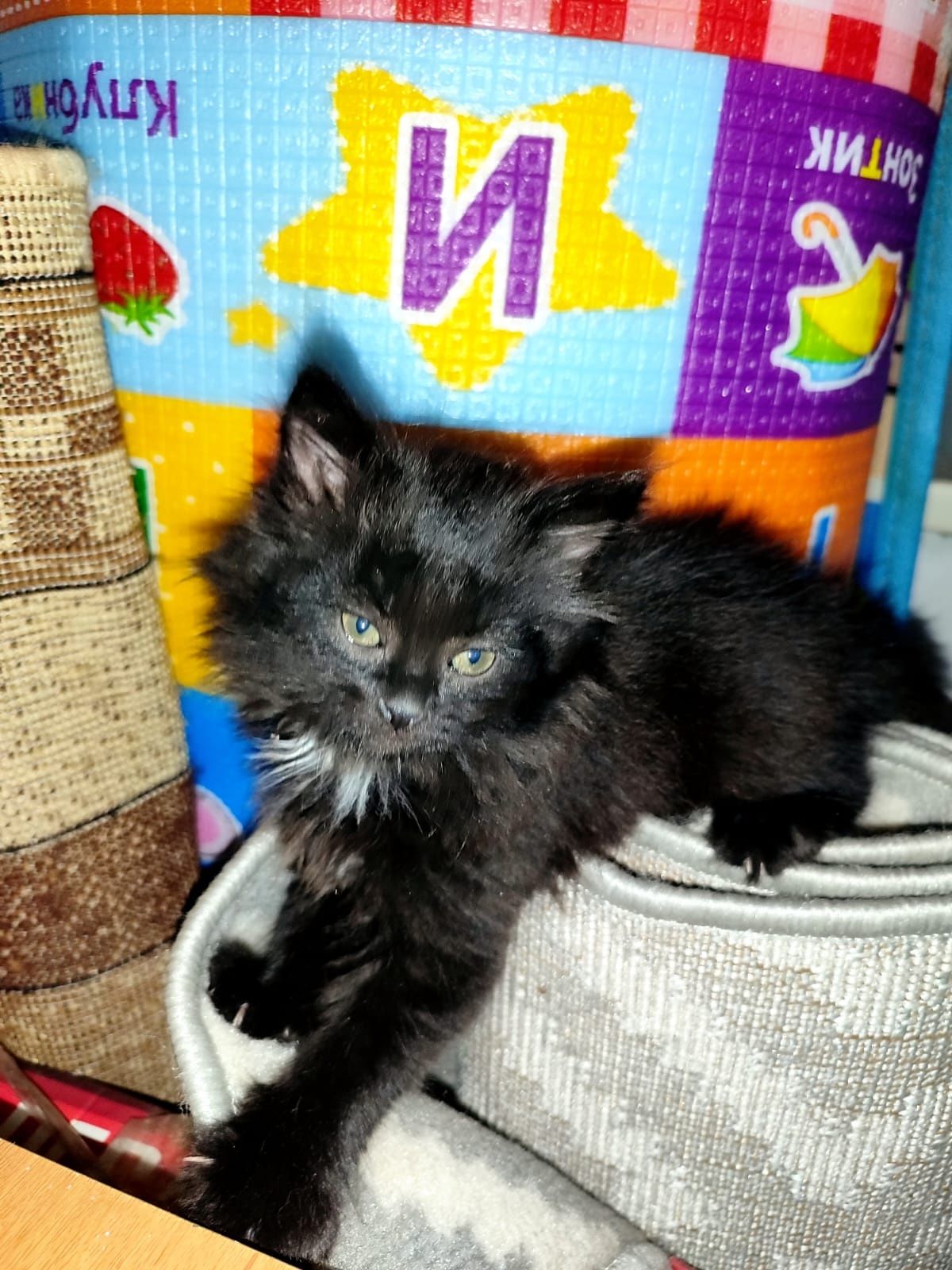 Отдам котят в добрые руки