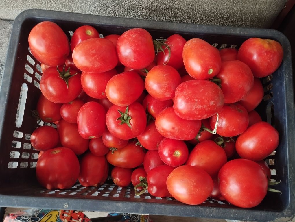Продам домашние помидоры