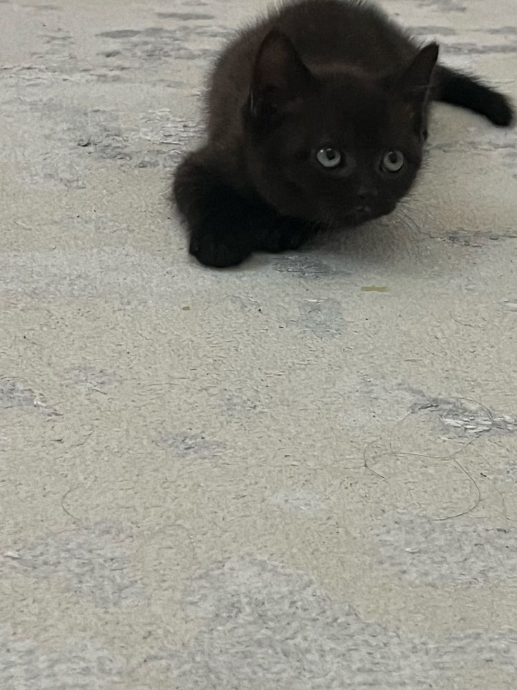 Продам кота, 2 месяца