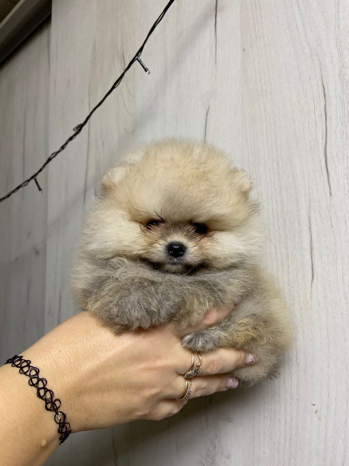 Померанский шпиц