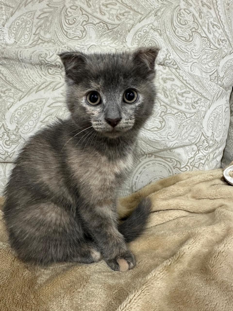 Вислоухий котенок