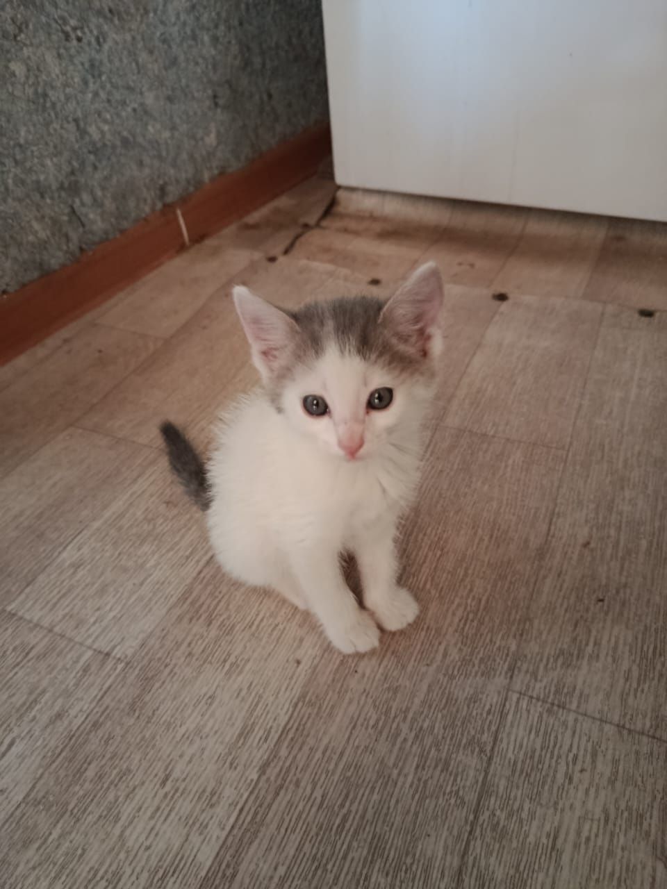 Обычные котята домашние