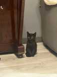 Отдадим котят в хорошие руки