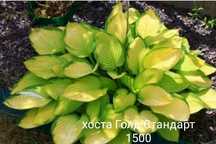 Деленки хост. Яркие и красивые сорта.