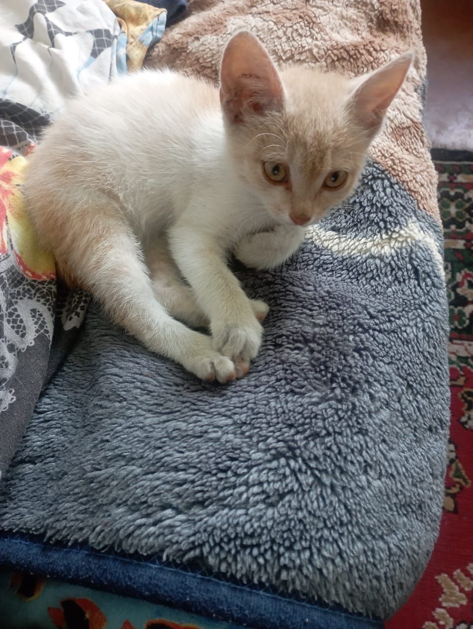 Кошечка ищет дом
