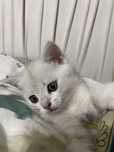 Котёнок девочка возраст месяц срочно