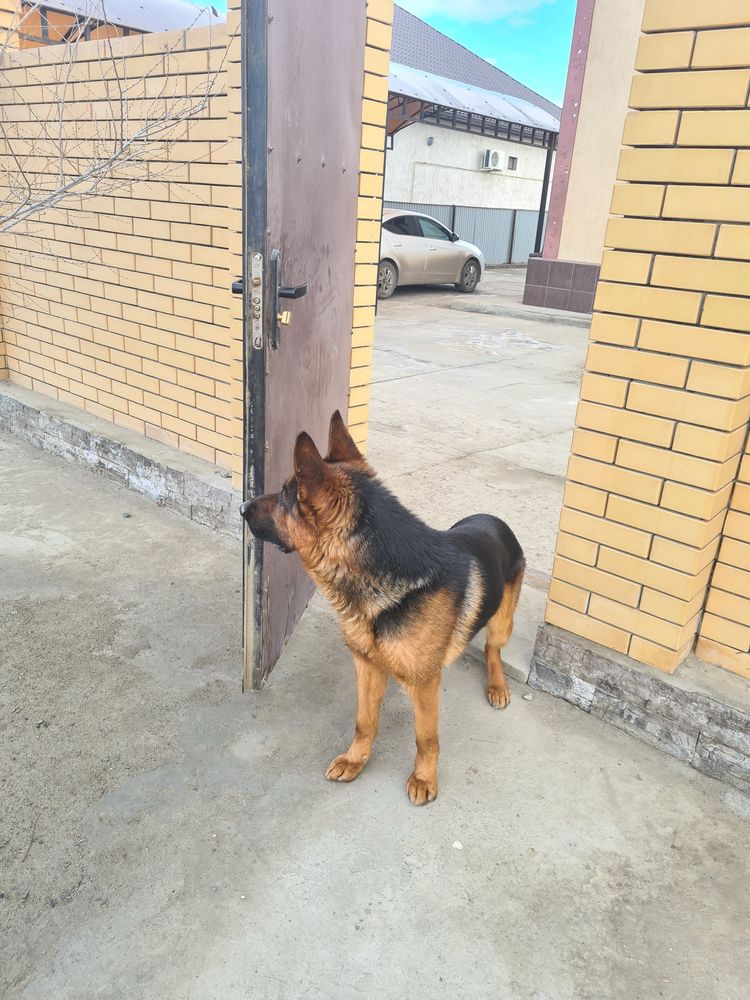 Немецкая овчарка
