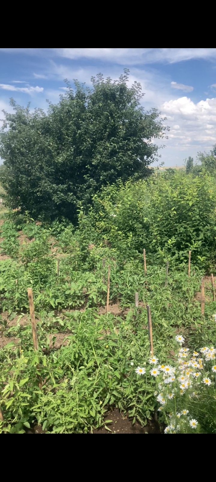 Продам дачу 
Докумен