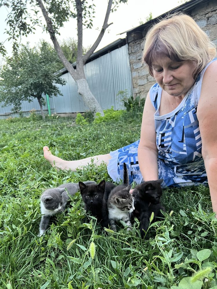 Отдадим котят в добрые руки