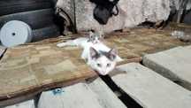 Отдам маленьких котят