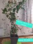 Продам Фикус в хорошем состоянии